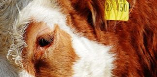 Jak doceniać współpracowników?