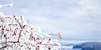 Jakie są cechy efektywnych zespołów?