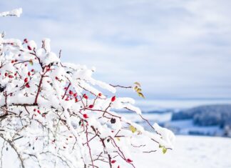 Jakie są cechy efektywnych zespołów? Jakie są cechy efektywnych zespołów?