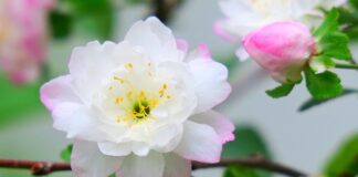 Ile jest rodzajów inteligencji?