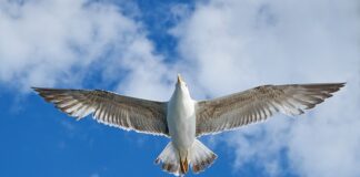 Co to jest KV w marketingu?