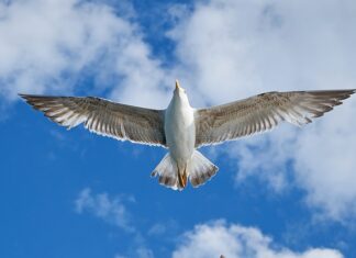 Co to jest KV w marketingu?