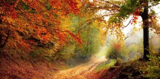 Jak obrać ścieżkę kariery?