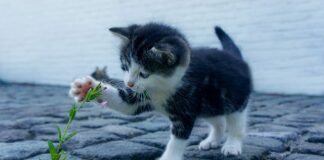 Jak inaczej powiedzieć odważny?