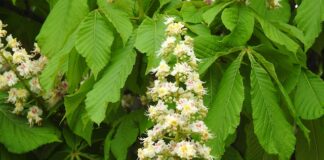 Czy można zdać maturę w 2 klasie liceum?