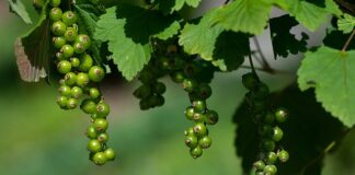 Jak leczyć niedojrzałość emocjonalna?