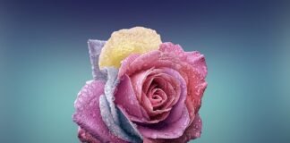 Czym się różni zespół od grupy?