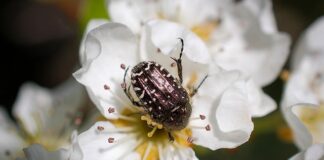 Czy wczasy pod gruszą należą się każdemu?