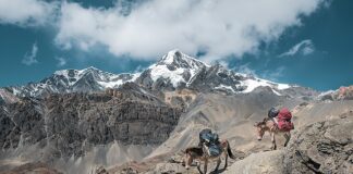 Jaka jest najnowsza wersja Windowsa?