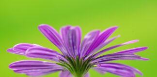 Do jakiego wieku dziecka urlop ojcowski?