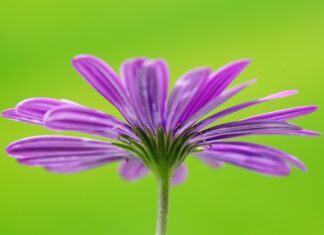 Do jakiego wieku dziecka urlop ojcowski? Do jakiego wieku dziecka urlop ojcowski?