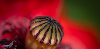 Ile pamięci RAM do Windows 11?