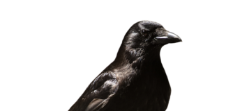 Czy zwolnienie lekarskie na okresie próbnym jest płatne?