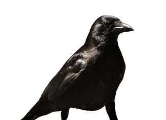 Czy zwolnienie lekarskie na okresie próbnym jest płatne? Czy zwolnienie lekarskie na okresie próbnym jest płatne?