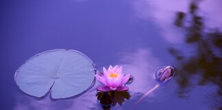 Czy 15 to dzień wolny od pracy?