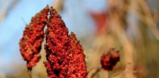 Jak sprawdzić sumy kontrolne?